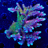 RRC Pink Cadillac Acropora Colony Coral