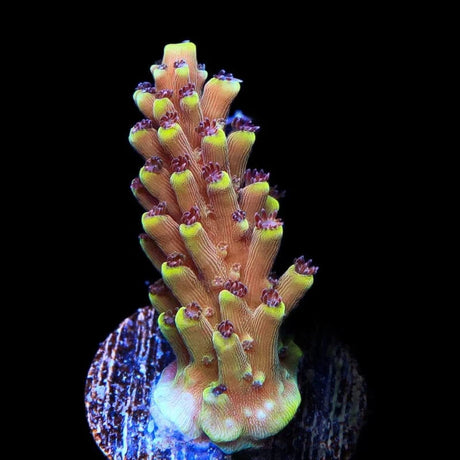 RRC Pink Cadillac Acropora Coral