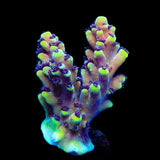 RRC Pink Cadillac Acropora Coral