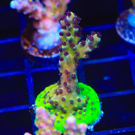 RRC Pink Cadillac Acropora Coral