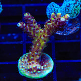 RRC Pink Cadillac Acropora Coral