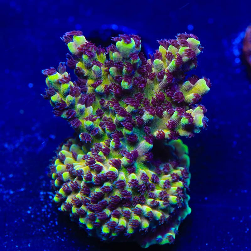RRC Pink Cadillac Acropora Coral
