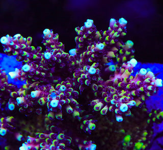RRC Pink Cadillac Acropora Coral