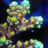 RRC Pink Cadillac Acropora Coral