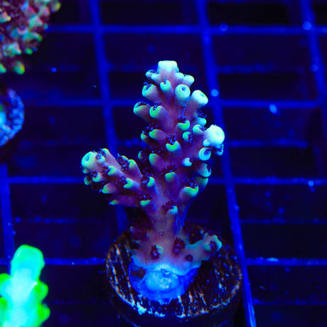 RRC Pink Cadillac Acropora Coral