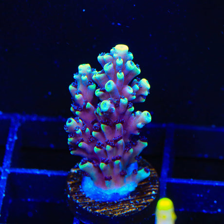 RRC Pink Cadillac Acropora Coral