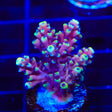 RRC Pink Cadillac Acropora Coral