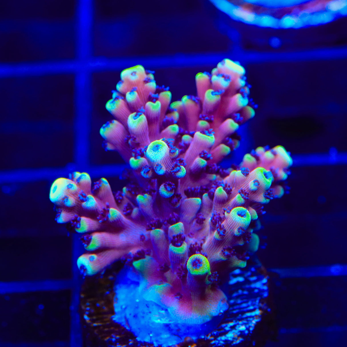 RRC Pink Cadillac Acropora Coral
