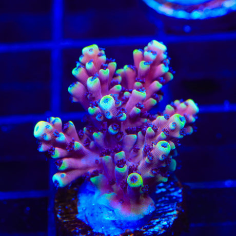 RRC Pink Cadillac Acropora Coral