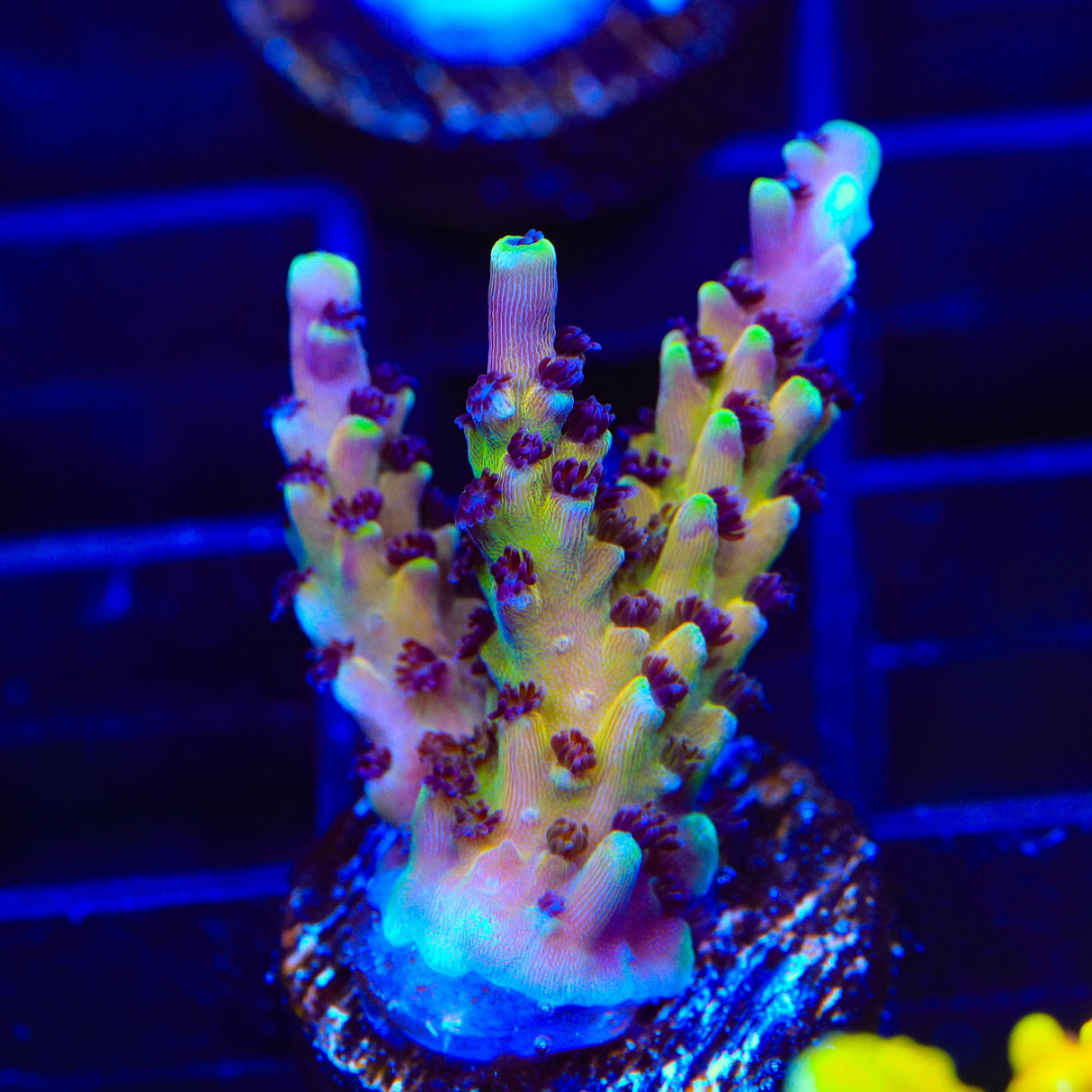RRC Pink Cadillac Acropora Coral
