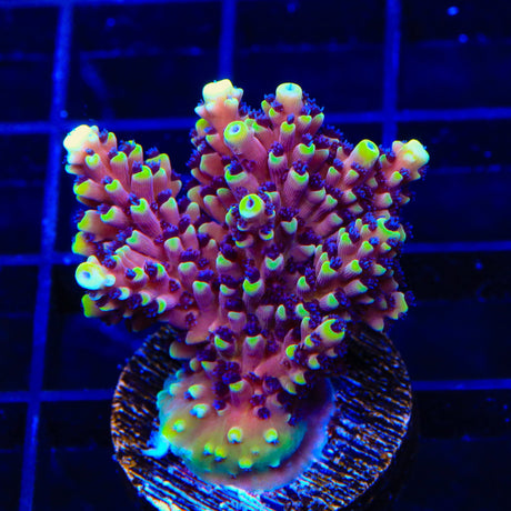 RRC Pink Cadillac Acropora Coral