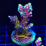 RRC Pink Cadillac Acropora Coral