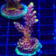 RRC Pink Cadillac Acropora Coral