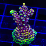 RRC Pink Cadillac Acropora Coral