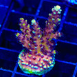 RRC Pink Cadillac Acropora XL Frag Coral