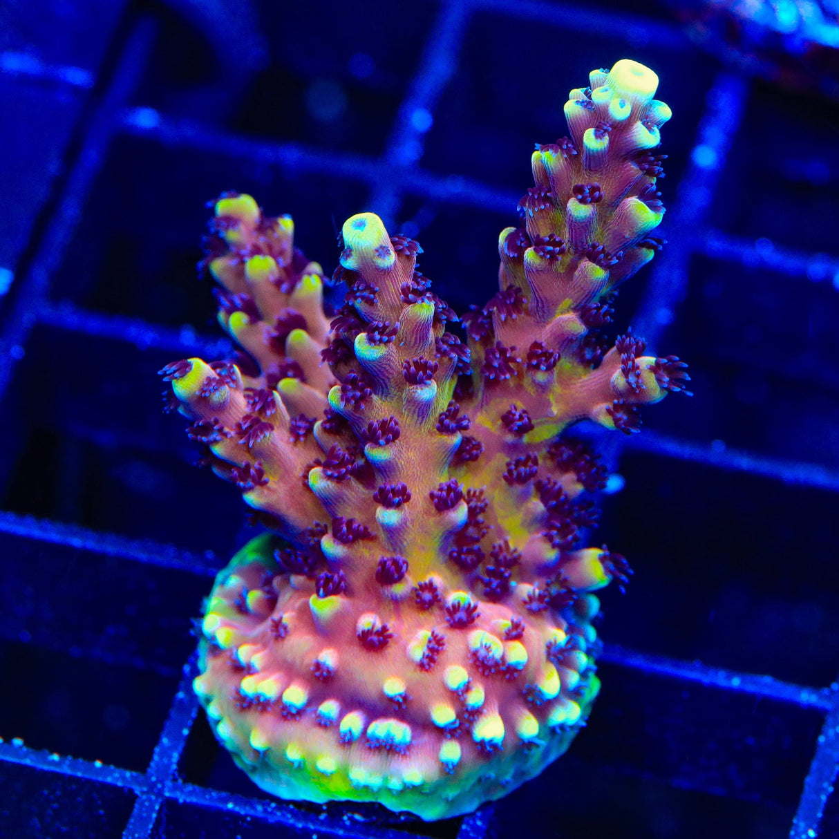 RRC Pink Cadillac Acropora XL Frag Coral