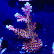 RRC Pink Cadillac Acropora XL Frag Coral
