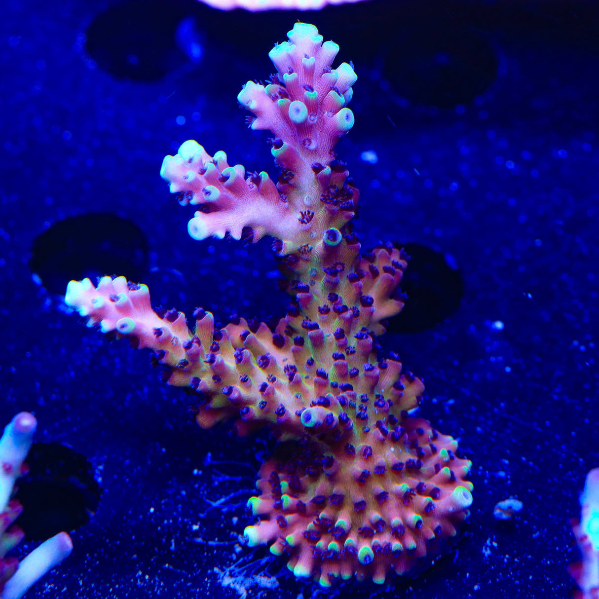 RRC Pink Cadillac Acropora XL Frag Coral