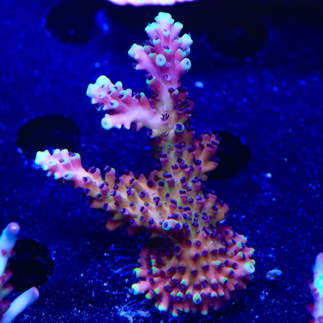 RRC Pink Cadillac Acropora XL Frag Coral