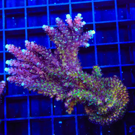 RRC Pink Cadillac Acropora XL Frag Coral