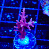 RRC Pink Cadillac Acropora XL Frag Coral