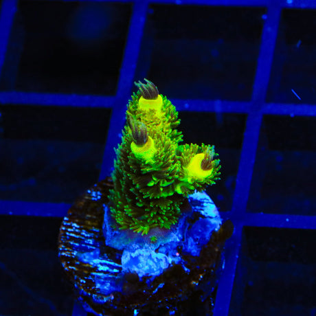 RRC Rainbow Splice Acropora Coral