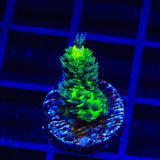 RRC Rainbow Splice Acropora Coral