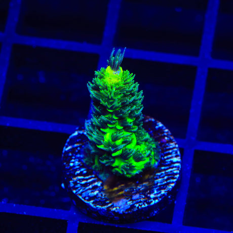 RRC Rainbow Splice Acropora Coral