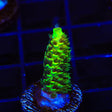 RRC Rainbow Splice Acropora Coral