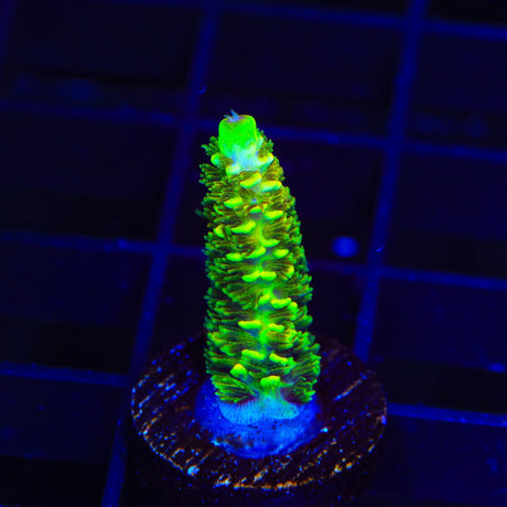 RRC Rainbow Splice Acropora Coral
