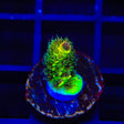 RRC Rainbow Splice Acropora Coral