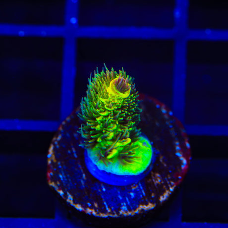 RRC Rainbow Splice Acropora Coral
