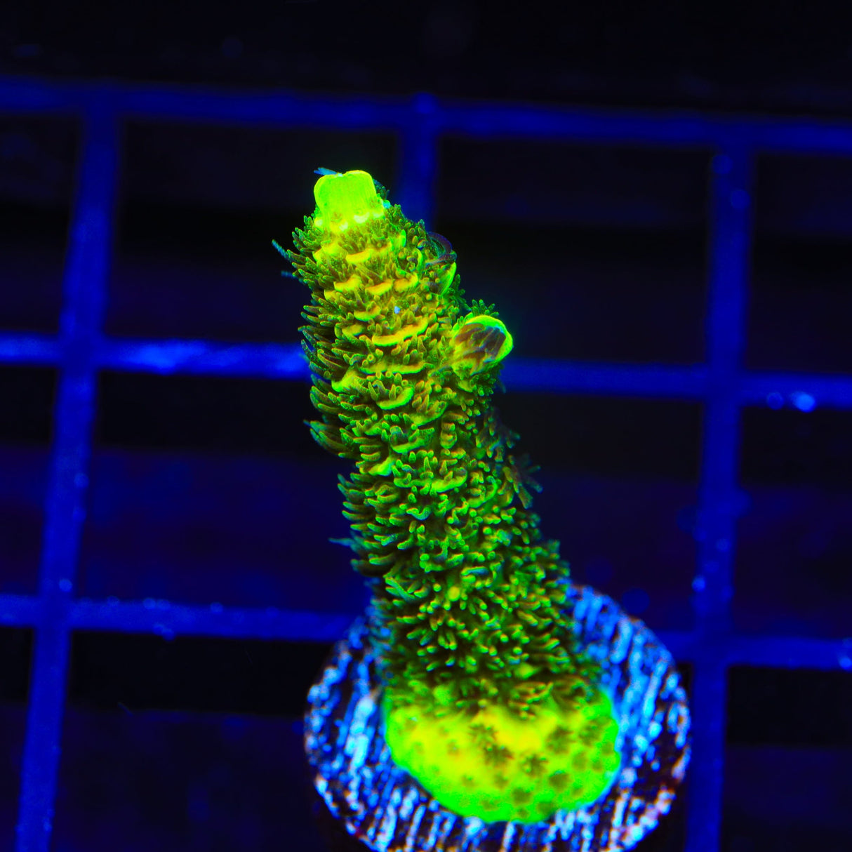 RRC Rainbow Splice Acropora Coral