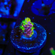 RRC Rainbow Splice Acropora Coral