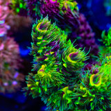 RRC Rainbow Splice Acropora Coral