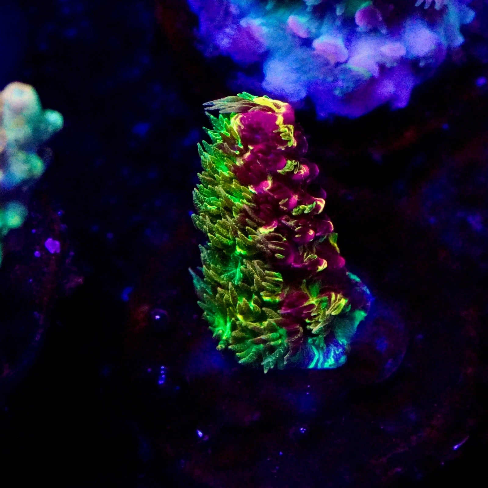 RRC Rainbow Splice Acropora Coral