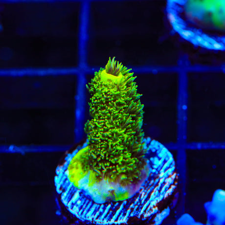 RRC Rainbow Splice Millepora Acropora Coral