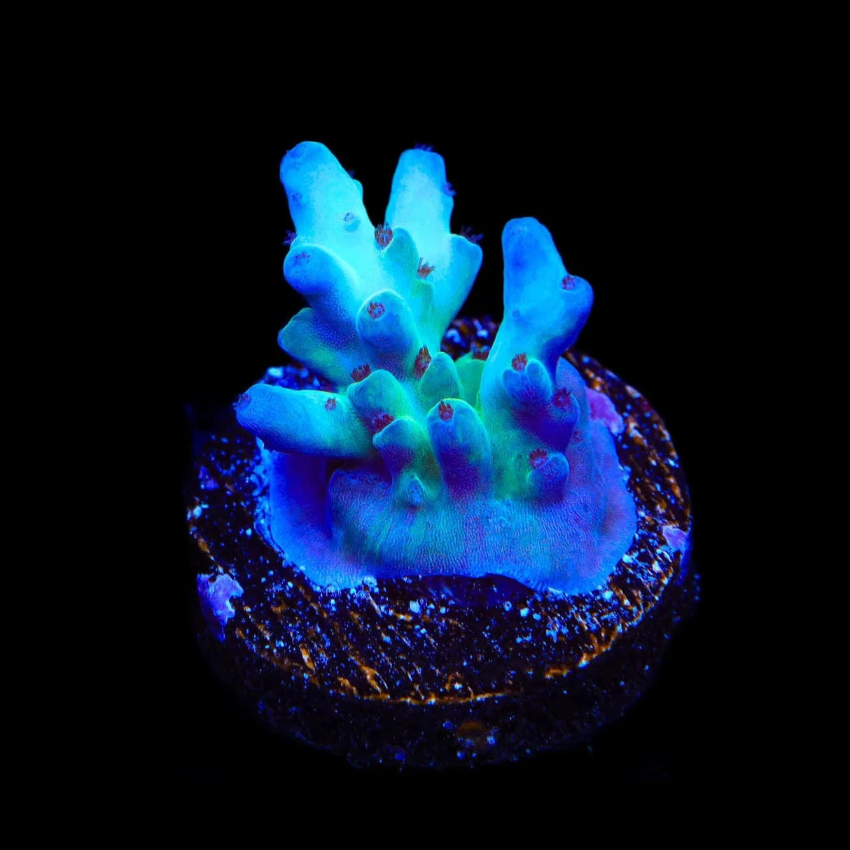 RRC Shazam Acropora Coral