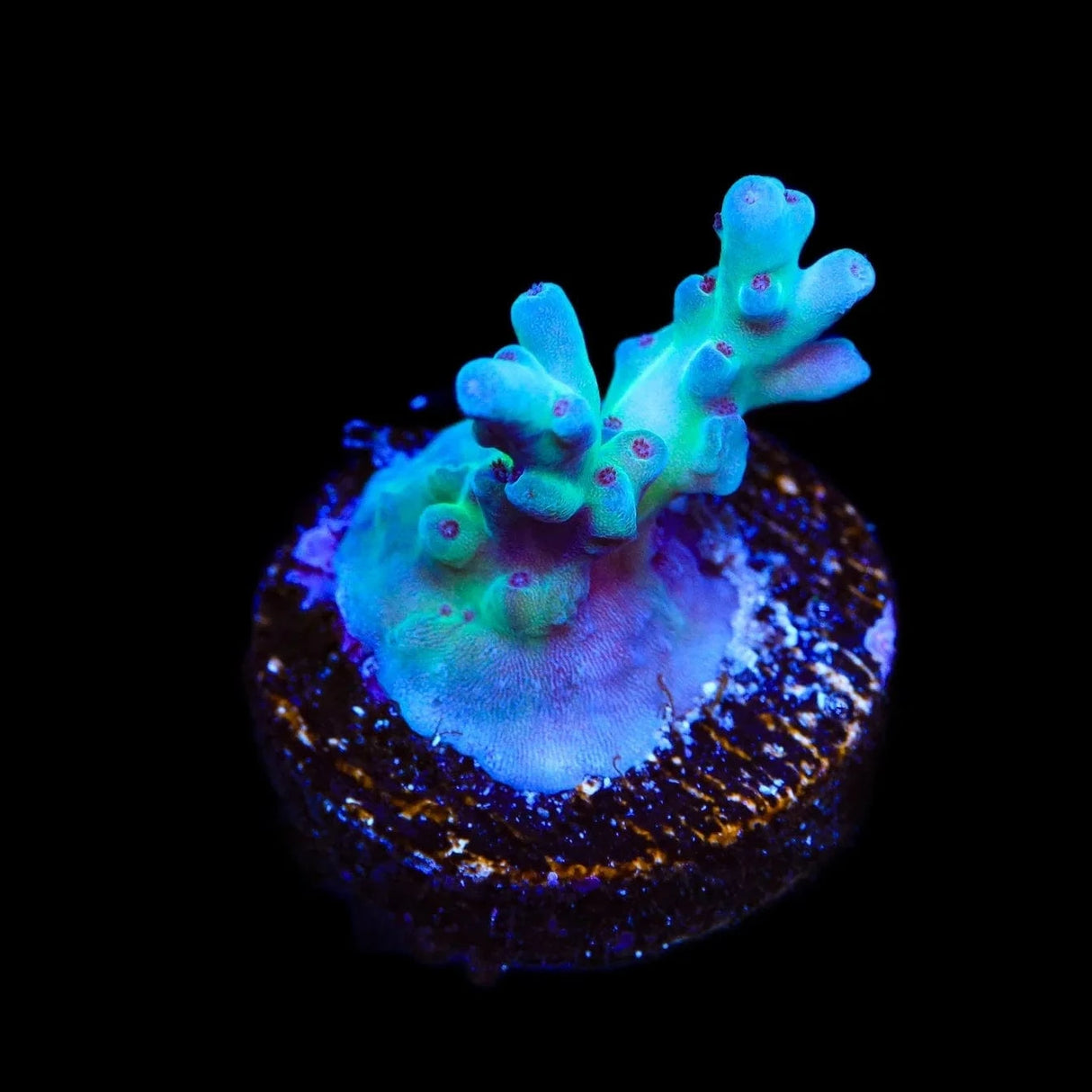 RRC Shazam Acropora Coral