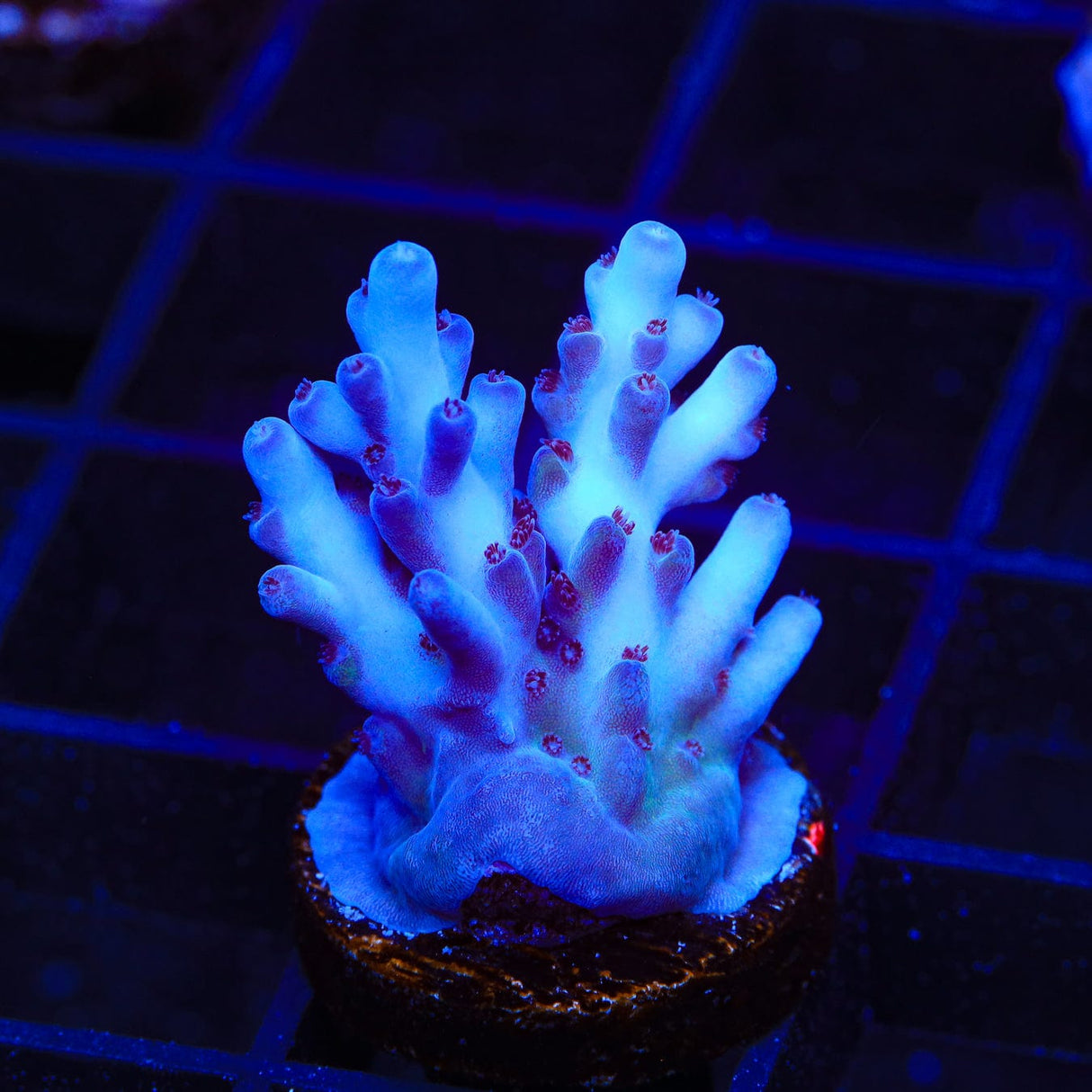 RRC Shazam Acropora Coral