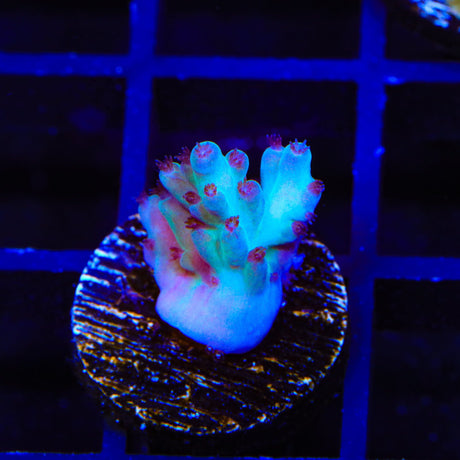 RRC Shazam Acropora Coral
