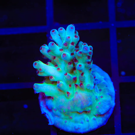 RRC Shazam Acropora Coral