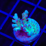 RRC Shazam Acropora Coral