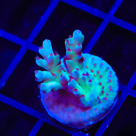RRC Shazam Acropora Coral