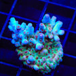 RRC Shazam Acropora Coral