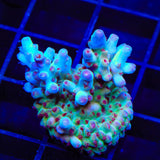RRC Shazam Acropora Coral