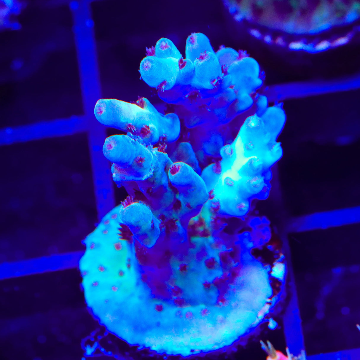 RRC Shazam Acropora Coral