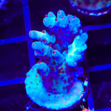 RRC Shazam Acropora Coral