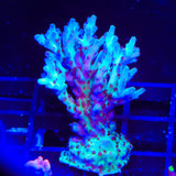 RRC Shazam Acropora Coral