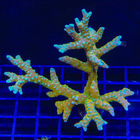 RRC Tropicana Anacropora Colony Coral